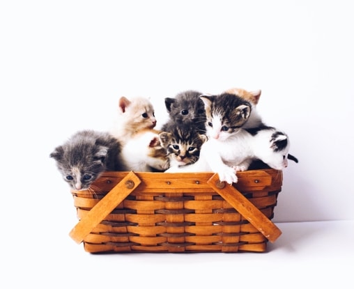 group of kittens