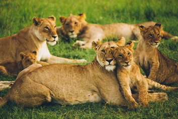group of lions