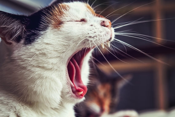 cat tongue
