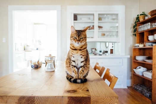thinking cat